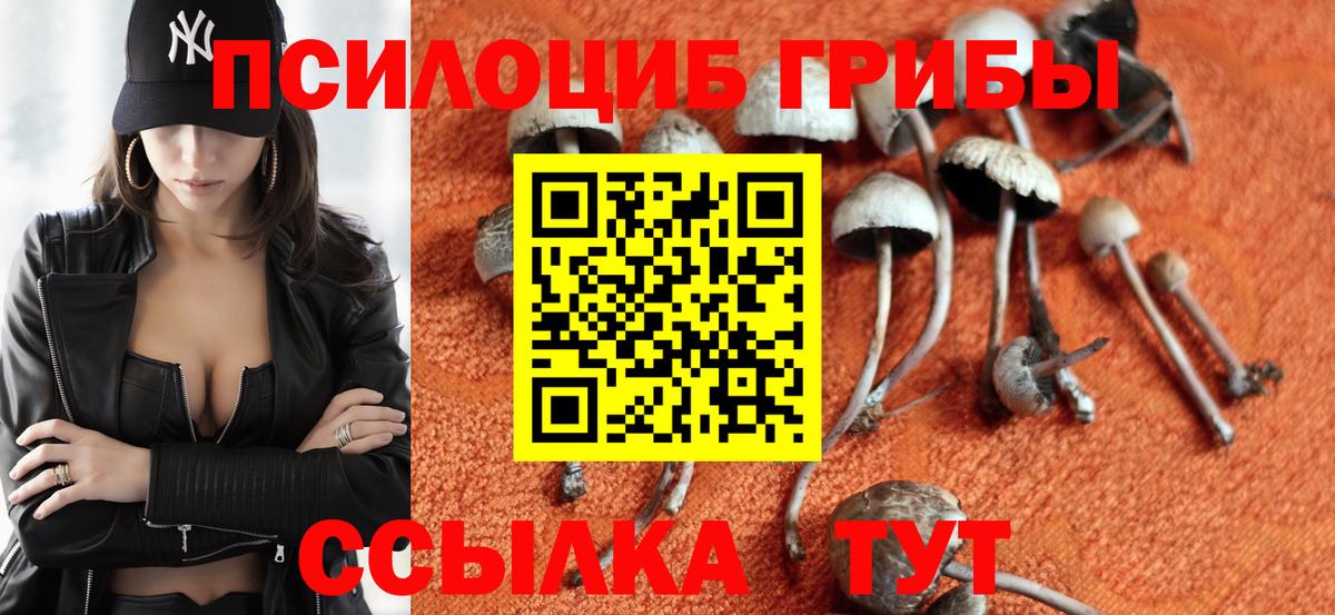 Галлюциногенные грибы Psilocybe Дербент